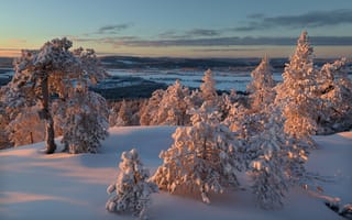 Картинка зима, лес, Финляндия, Finland, Lapland, Ylitornio