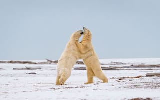 Картинка природа, Polar Bear, Battle