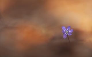 Картинка цветок, Hepatica nobilis, природа, Печёночница