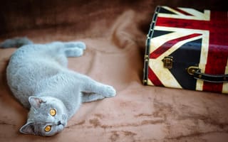 Картинка лежит, британец, кошка, серый, Великобритания, кот, желтые, глаза, флаг, чемодан