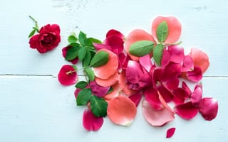 Картинка лепестки, pink, розовые розы, roses, petals