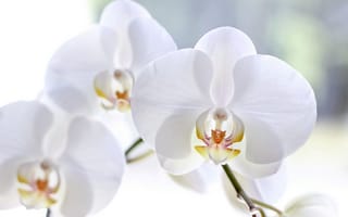 Картинка орхидеи, цветы, белые, лепестки, макро, фаленопсис