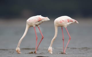 Картинка природа, птицы, Greater flamingo