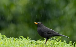 Картинка дождь, птица, Blackbird, Turdus merula