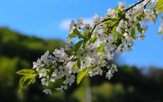 Картинка вишня, цвет, весна, ветка