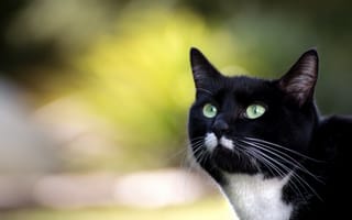 Картинка кот, красавец, глаза