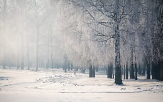 Картинка деревья, снег, спокойствие, зима