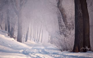 Картинка дорога, зима, снег, лес