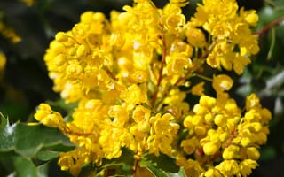 Картинка Весна, Цветение, Yellow flowers, Flowering, Жёлтые цветочки, Mahonia, Магония, Spring