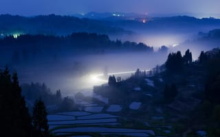 Картинка лес, вода, туман, деревья, плантация, свет, ночь, огни