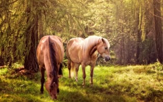 Картинка лошади, зеленая, трава, деревья, кони, лес, природа, животные
