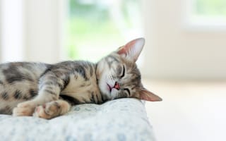 Картинка котенок, кот, комната, светлая, бежевый, кошка, лежит, спит, серый