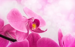 Картинка цветок, орхидея, стебель, розовые, лепестки