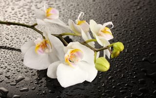 Картинка орхидея, тень, капли, белые лепестки, вода, цветок