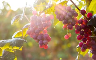 Обои виноград, свет, грозди, листья, осень, солнце, природа, ягоды