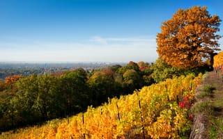 Картинка осень, желтые, деревья, Дрезден, город, небо, холм, виноградник, пейзаж, природа, зеленые, Dresden, листья, листва