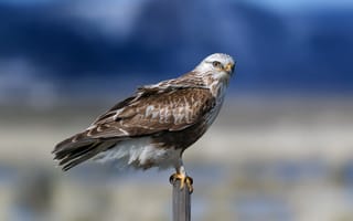 Картинка природа, Мохноногий канюк, птица, Rough Legged Hawk
