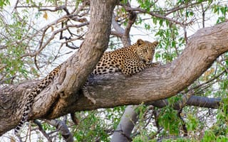 Картинка отдых, на дереве, леопард, дикая кошка, хищник, лежит, наблюдение