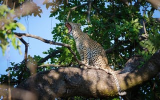 Картинка хищник, на дереве, дикая кошка, сидит, леопард, зевает