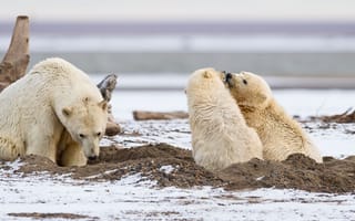 Картинка хищники, полярные медведи, детёныши, трое, семья