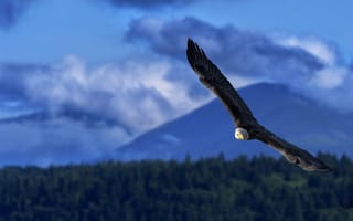 Обои высота, белоголовый орлан, полёт, размах, мощь, крылья, хищная птица