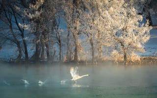 Картинка река, деревья, иней, зима, лебедь, птица