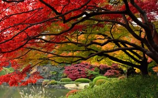 Картинка Япония, Токио, японский сад, Декабрь, краски осени