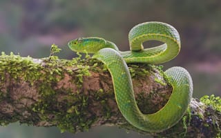Картинка мох, змея, зелёный