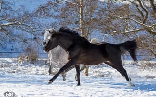Картинка серый, двое, лошади, пара, бег, вороной, загон, кони, (с) OliverSeitz