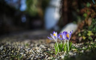 Картинка голубой, весна, шафран, крокусы