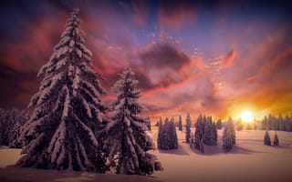 Картинка зима, лес, снег, природа, елки, деревья, облака, солнце