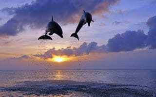 Картинка дельфины, солнце, море, прыжок