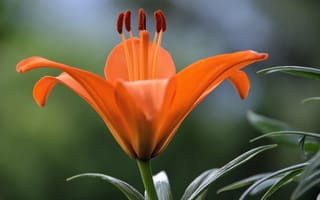 Картинка Макро, Лилия, Macro, Lily