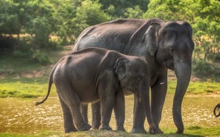 Картинка река, боке, Yala National Park, Шри-Ланка, зелень, трава, слонце, деревья, слоны