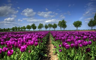Картинка Голландия, деревья, поле, тюльпаны, весна