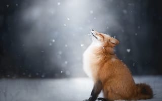 Картинка зима, снег, лис, лиса