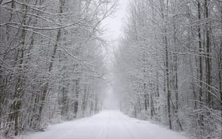 Картинка зима, дорога, лес, снег, иней, следы, деревья