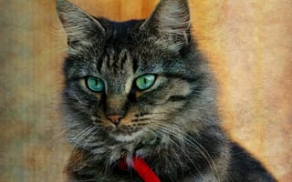 Картинка кошка, кот, текстура, серый, портрет, ошейник, полосатый