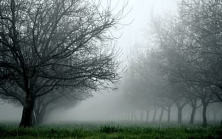 Картинка туман, природа, трава, деревья