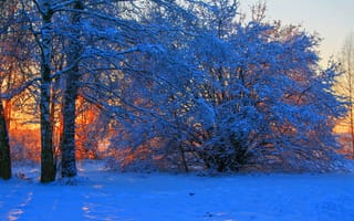 Картинка зима, закат, рассвет, деревья, ветки, снег, природа