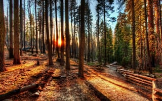 Картинка лес, деревья, HDR, Йосемити, Калифорния, рассвет, США, закат, природа