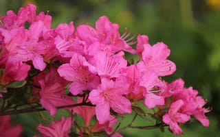 Картинка Весна, Spring, Pink flowers, Flowering, Цветение