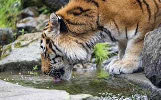 Картинка морда, дикая кошка, хищник, водопой, амурский тигр