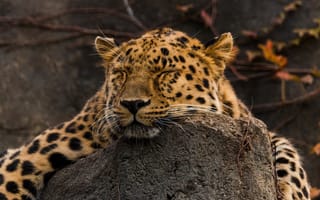 Картинка морда, отдых, хищник, лежит, сон, амурский леопард, дикая кошка