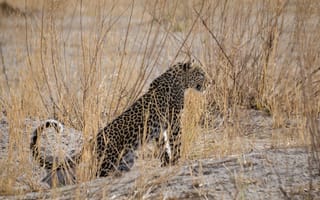 Картинка хищник, грация, Африка, леопард, дикая кошка