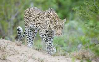 Обои хищник, леопард, дикая кошка, Африка