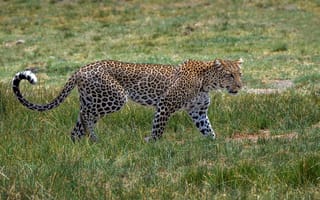 Картинка хищник, пятна, окрас, грация, леопард, Африка, дикая кошка