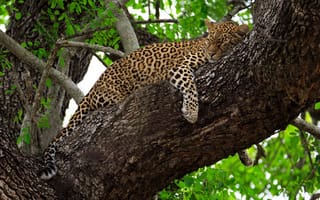 Картинка дикая кошка, лежит, хищник, леопард, отдых, на дереве, сон, Африка