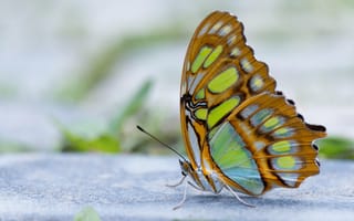Обои бабочка, усики, крылья, размытость
