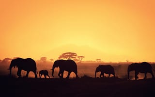 Картинка Африка, слоны, силуэты